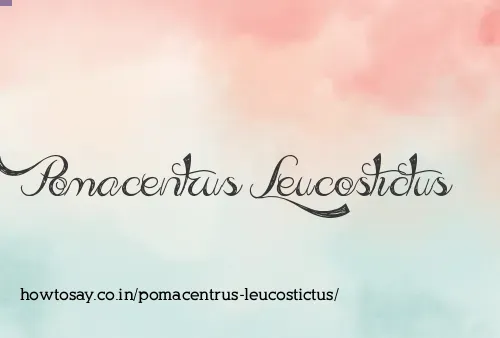 Pomacentrus Leucostictus