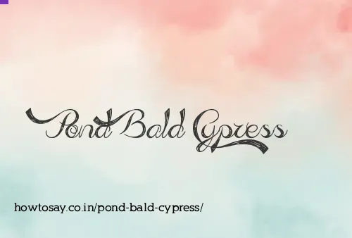 Pond Bald Cypress