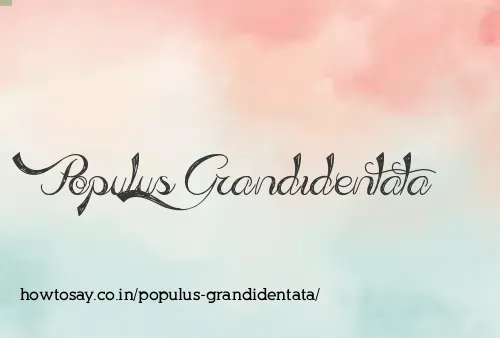 Populus Grandidentata