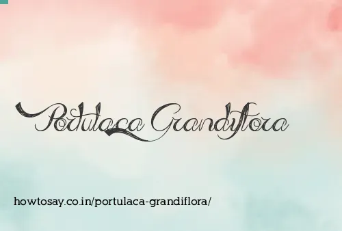 Portulaca Grandiflora