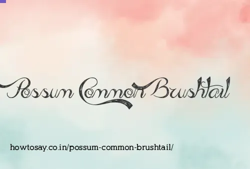 Possum Common Brushtail