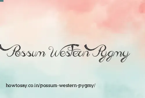 Possum Western Pygmy