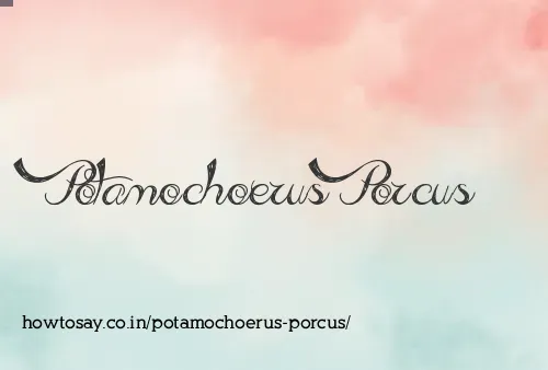 Potamochoerus Porcus