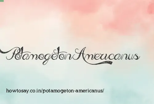 Potamogeton Americanus