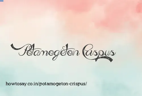 Potamogeton Crispus