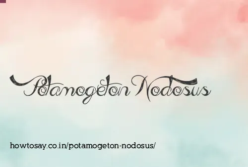 Potamogeton Nodosus