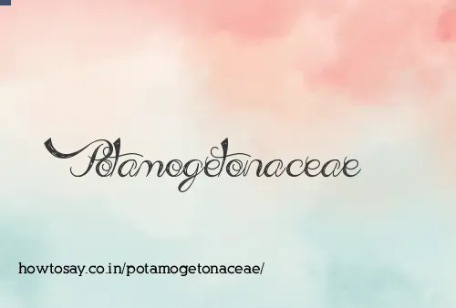 Potamogetonaceae