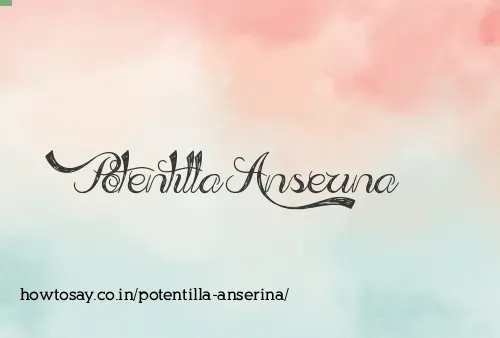 Potentilla Anserina