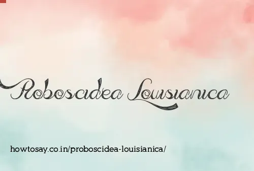 Proboscidea Louisianica