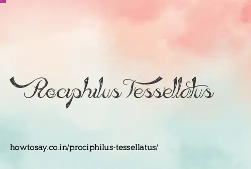 Prociphilus Tessellatus