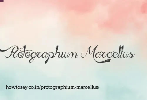 Protographium Marcellus