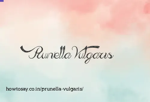 Prunella Vulgaris