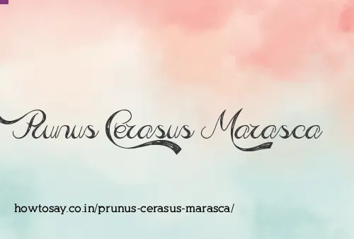 Prunus Cerasus Marasca