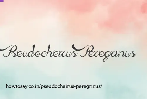 Pseudocheirus Peregrinus