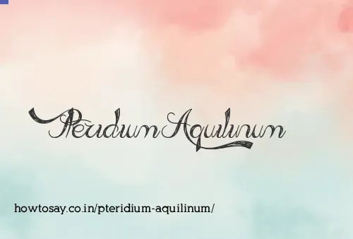 Pteridium Aquilinum