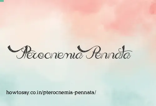 Pterocnemia Pennata