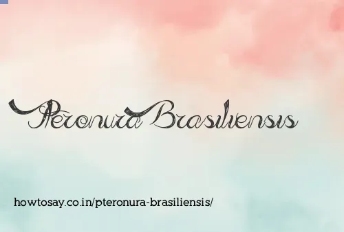 Pteronura Brasiliensis