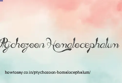 Ptychozoon Homalocephalum