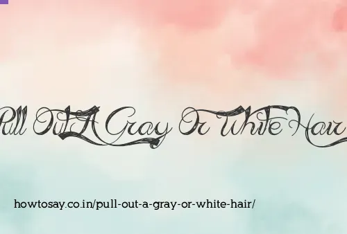 Pull Out A Gray Or White Hair