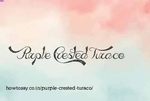Purple Crested Turaco