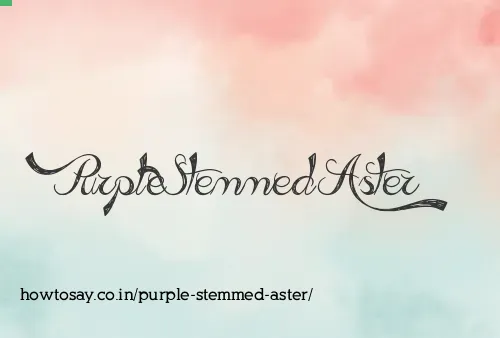 Purple Stemmed Aster