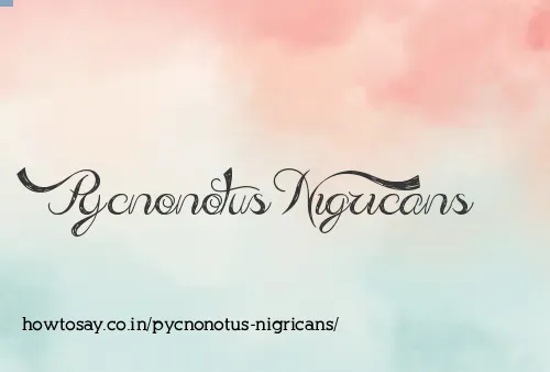 Pycnonotus Nigricans