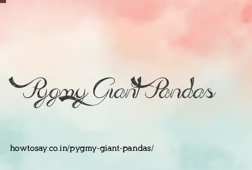 Pygmy Giant Pandas