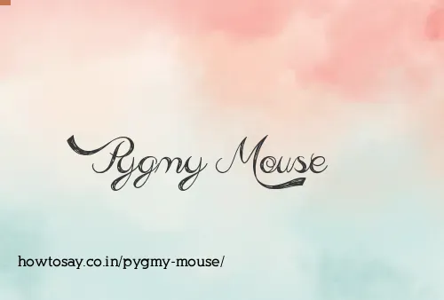 Pygmy Mouse