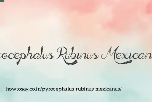 Pyrocephalus Rubinus Mexicanus