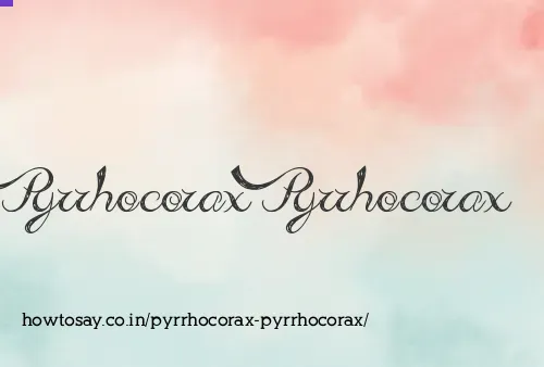 Pyrrhocorax Pyrrhocorax