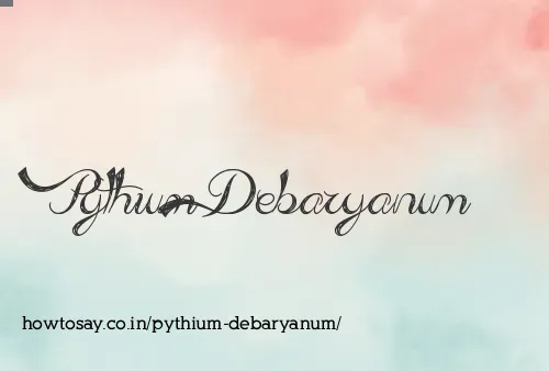Pythium Debaryanum