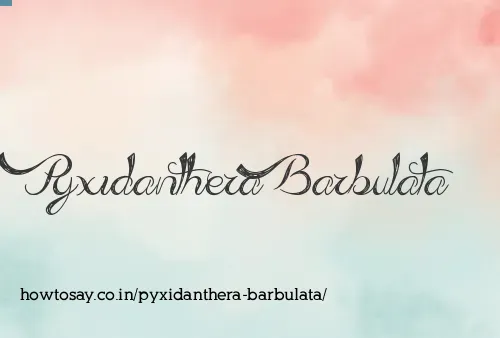 Pyxidanthera Barbulata