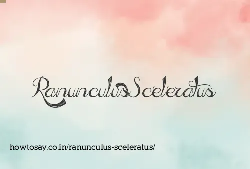 Ranunculus Sceleratus