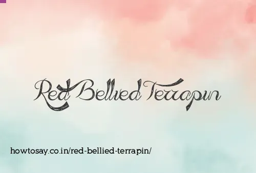 Red Bellied Terrapin