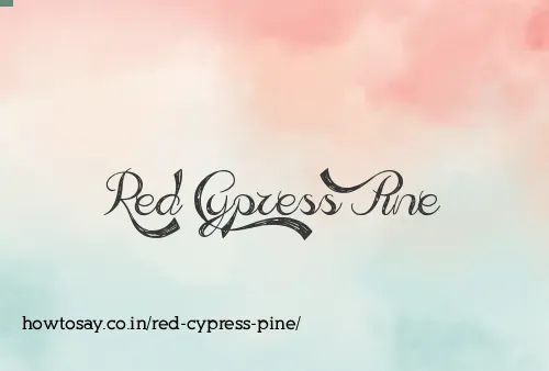 Red Cypress Pine