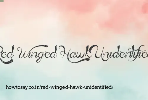 Red Winged Hawk Unidentified