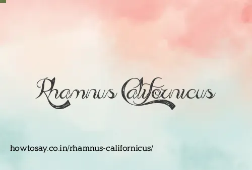 Rhamnus Californicus