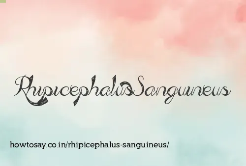 Rhipicephalus Sanguineus