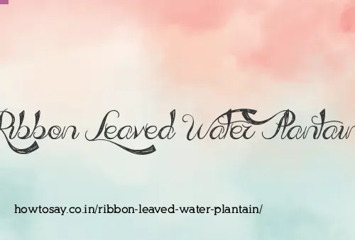Ribbon Leaved Water Plantain