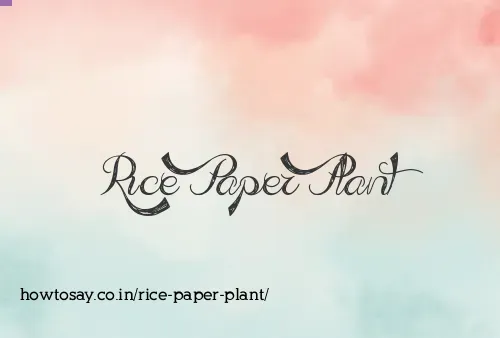 Rice Paper Plant