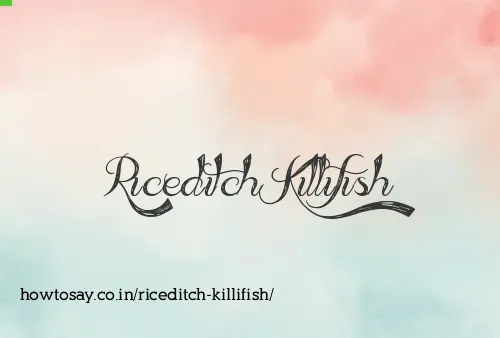 Riceditch Killifish