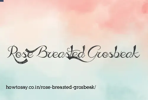 Rose Breasted Grosbeak
