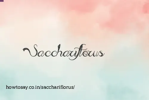 Sacchariflorus