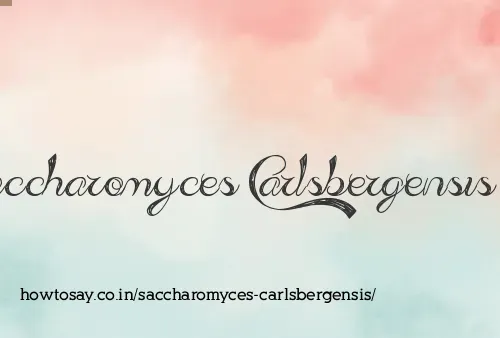 Saccharomyces Carlsbergensis
