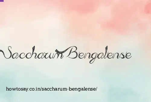 Saccharum Bengalense