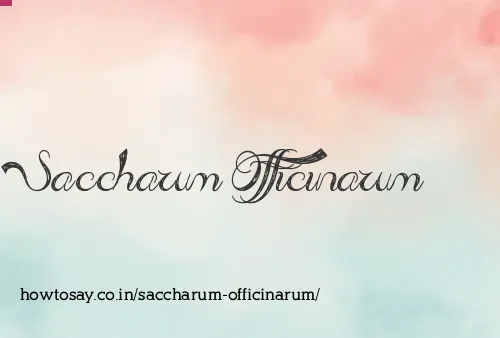 Saccharum Officinarum