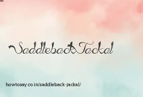 Saddleback Jackal