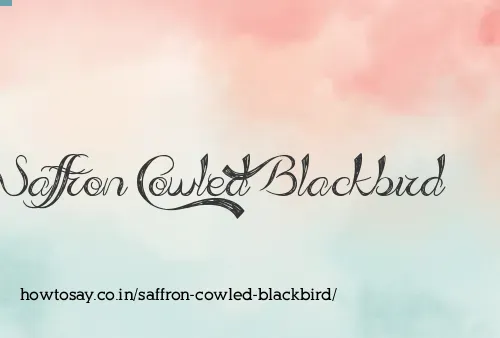 Saffron Cowled Blackbird