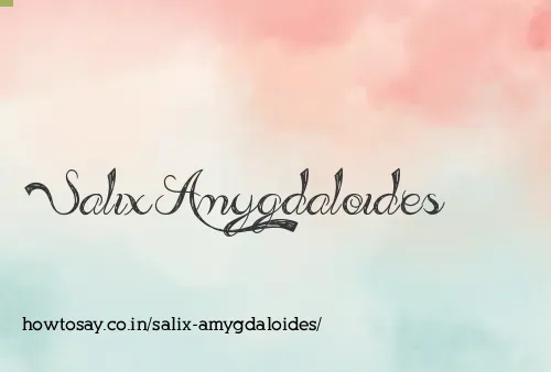 Salix Amygdaloides