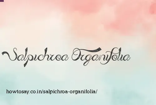 Salpichroa Organifolia